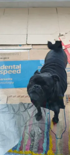 Doação de cachorra