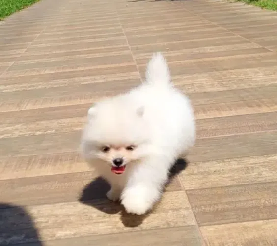 Spitz alemão 