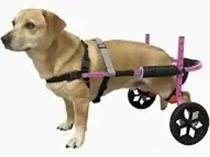 Cadeira de 2 rodas pra PET cor Rosa