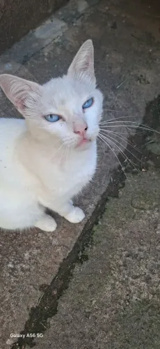 GATINHA 