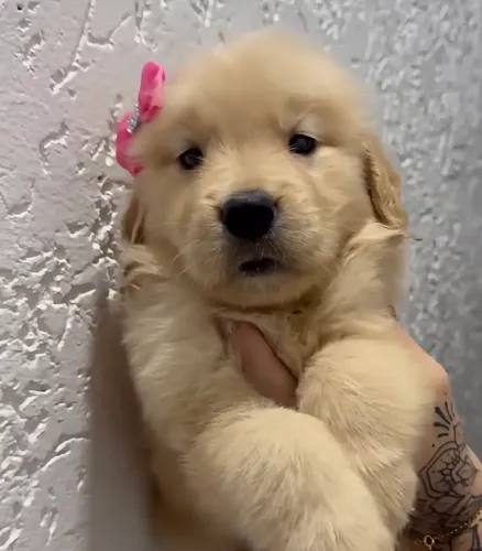 Golden retriever babys 55 dias de vida !!!¿ não espere mais ! Receba hoje