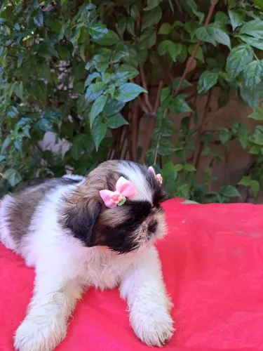 Filhote Shihtzu pedigree 