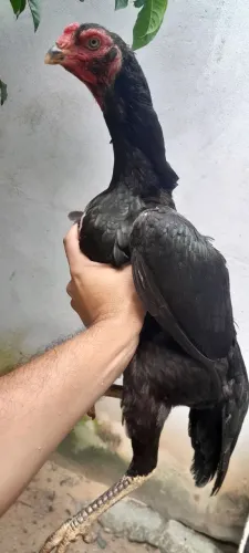 Galinha