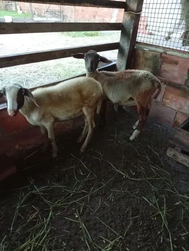 Borregos novos Santa Inês vermífugado somente interessados