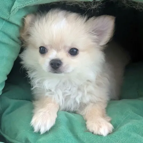 Chihuahua 