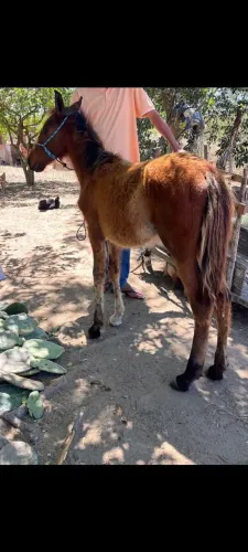 Potro