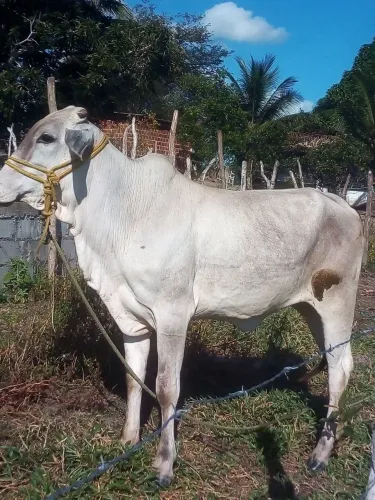 Novilha mestiça de buzera com Nelore 3500 mas tem um pequeno chorinho