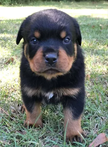 Filhote de rottweiler padrão machinho