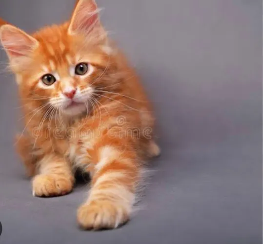 Maine Coon amarelo macho