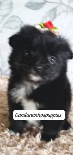 spitz alemão anão bebes pronta entrega garanta hoje seu
