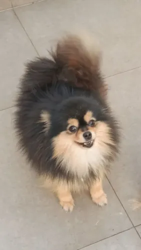 Lulu fêmea