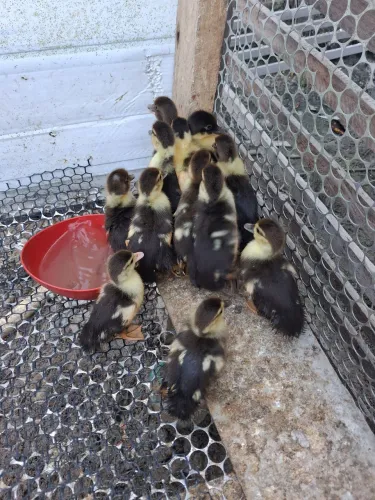 Patinhos