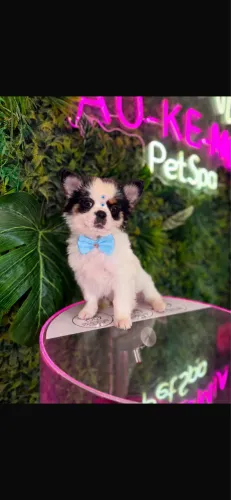 Chihuahua!!! Beleza pura