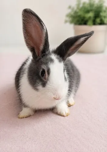 Coelhinhos mini holandês