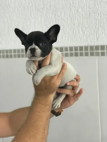 Bulldog Francês Fêmea Compacta com Pedigree e Procedência