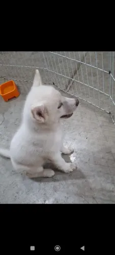 Husk siberiano