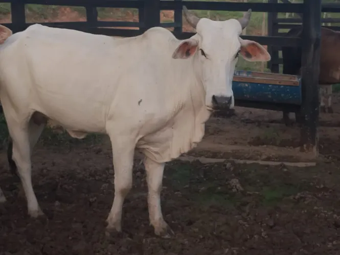 Vaca e bezzera nelore 6 meses 
