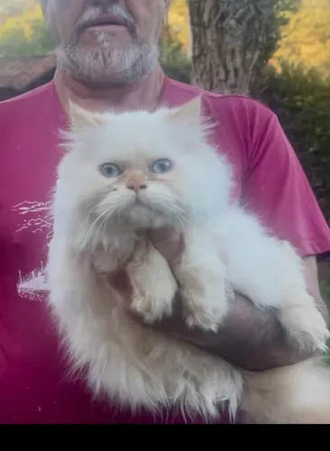 Himalayan linda Fêmea. Com pedigree 