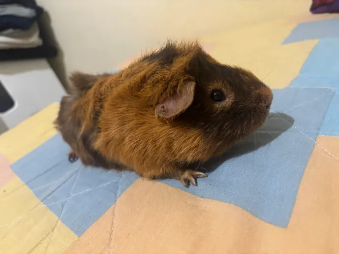 Porquinho da índia