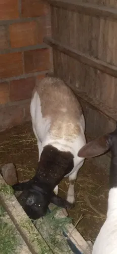 Dois borrego dorper à venda
