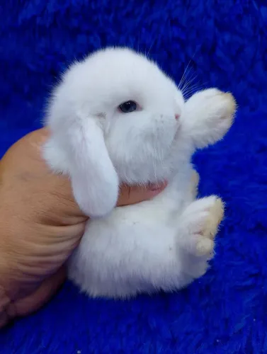 Lindo Mini coelho branco olhos azuis