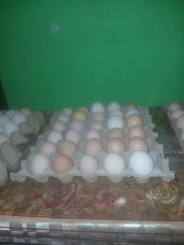 Vendo ovos fecundado