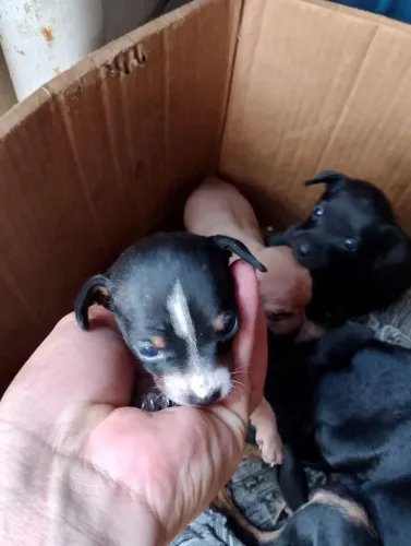 Verda de Pinscher 2