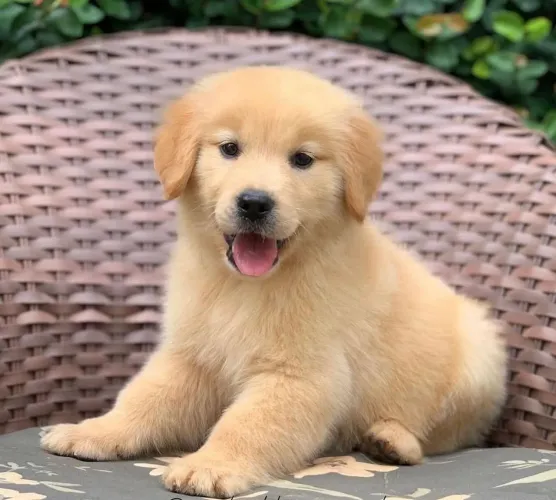 Filhote Golden Retriever, ganhe uma amizade verdadeira!