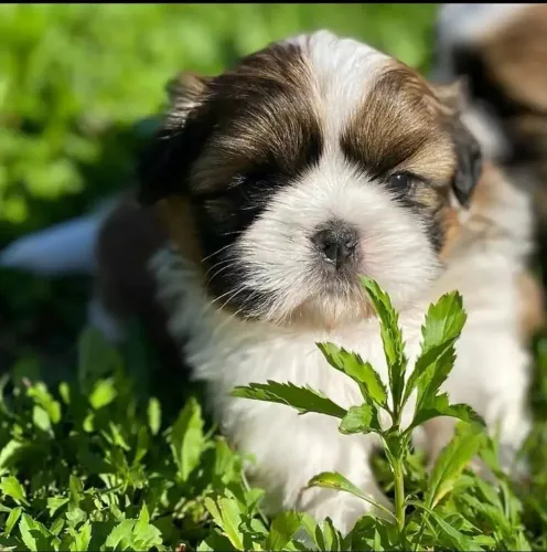 Shih Tzu Um cachorrinho pronto para mudar sua rotina com carinho