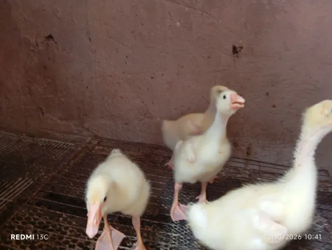 Gansos sinaleiros branco 