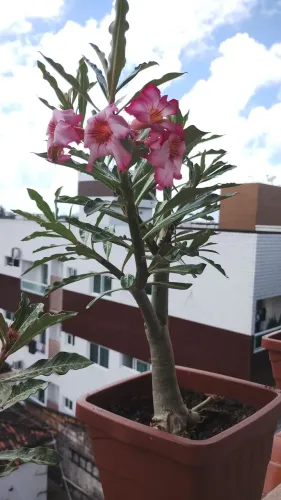 Vedo plantas rosa do deserto 