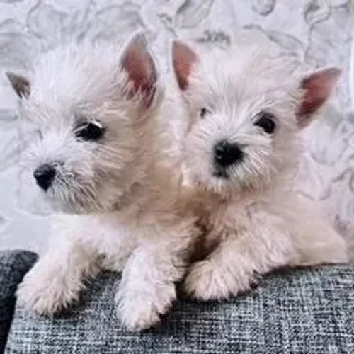 West Terrier Filhote Alegre e Feliz