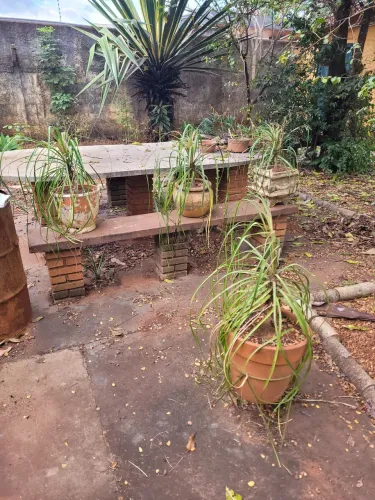4 vasos de planta pata de elefante