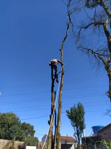 Poda e corte de árvores em geral 