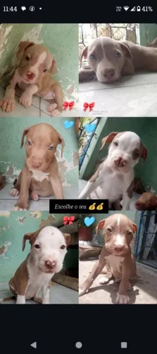 Vende-se Filhote de Pit mosnter 2 meses de vida , faço rolo também
