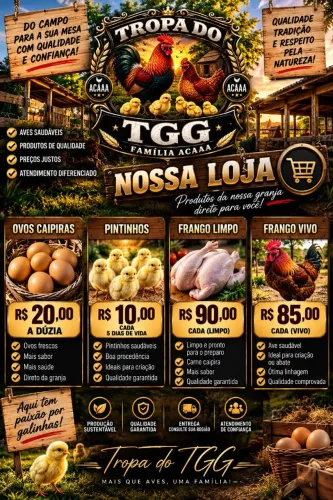 Ovos . Pintinhos. Frangos