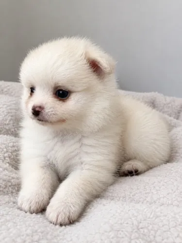 Lulu da Pomerania Fêmea Branca - Niterói