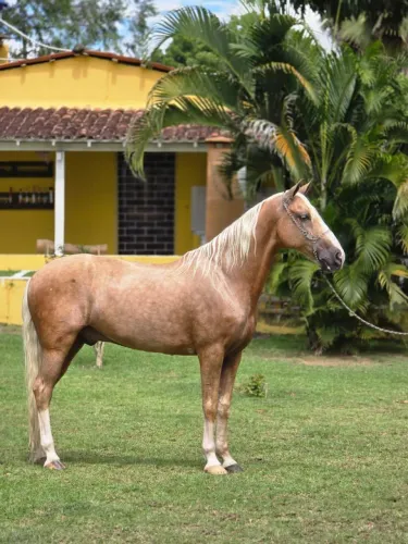 Cavalo Mangalarga alazã amarilho pronto pra cavalgada