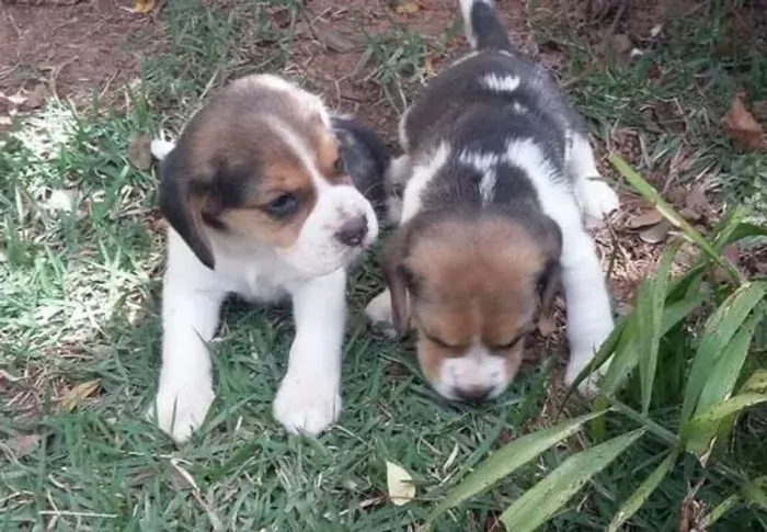 Beagle Mini Filhotes Puríssimos.