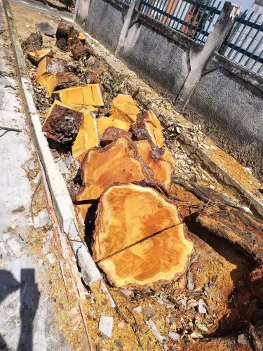 Troncos de madeira maciça Jaqueira para artesanato
