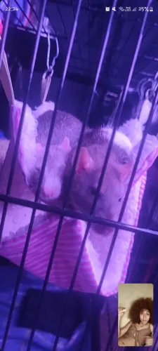 Doação de ratinhas