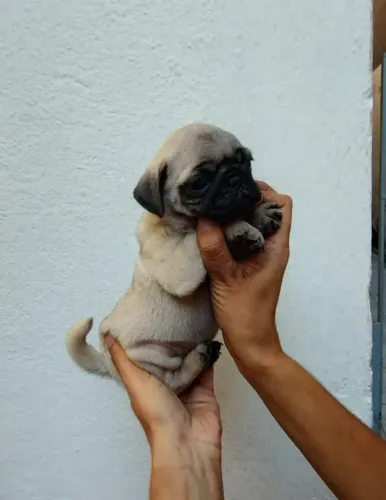 Pug baby muito fofo esperando por você