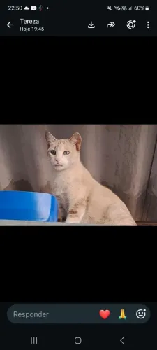 Doa-se esta filhote de gata