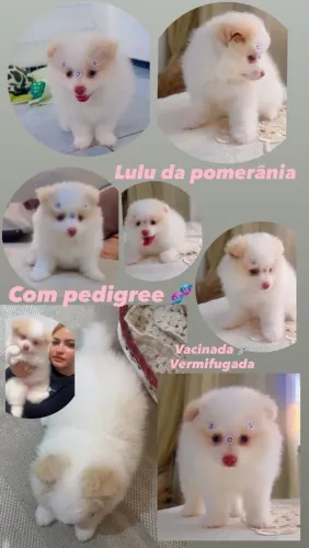 Lulu da Pomerânia