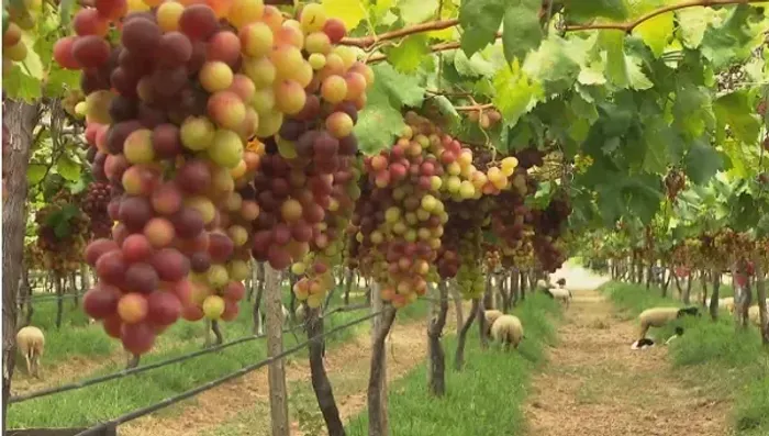 Fazendas de Uva e Manga, òtimo Investimento (PE), (BA).