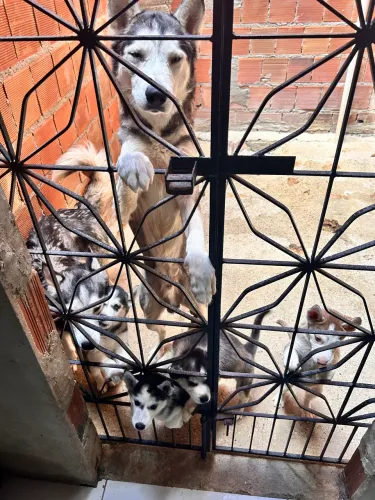 Husky Siberiano VENDA