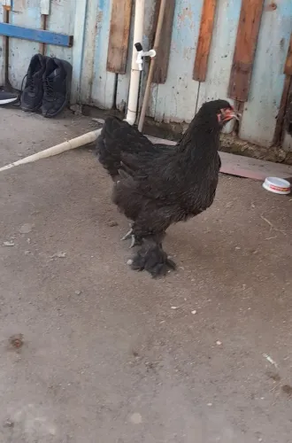 Vende-se galinha brahma brack