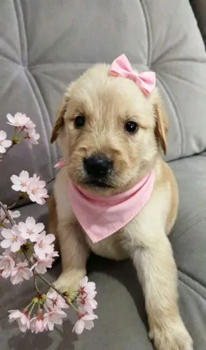 Filhote fêmea Golden retrievier