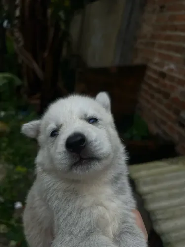 FILHOTE SE HUSKY SIBERIANO A VENDA 
