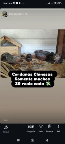 Cordonas gigante e chinesas